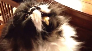 Un chat a un bug en mangeant de la crème glacée